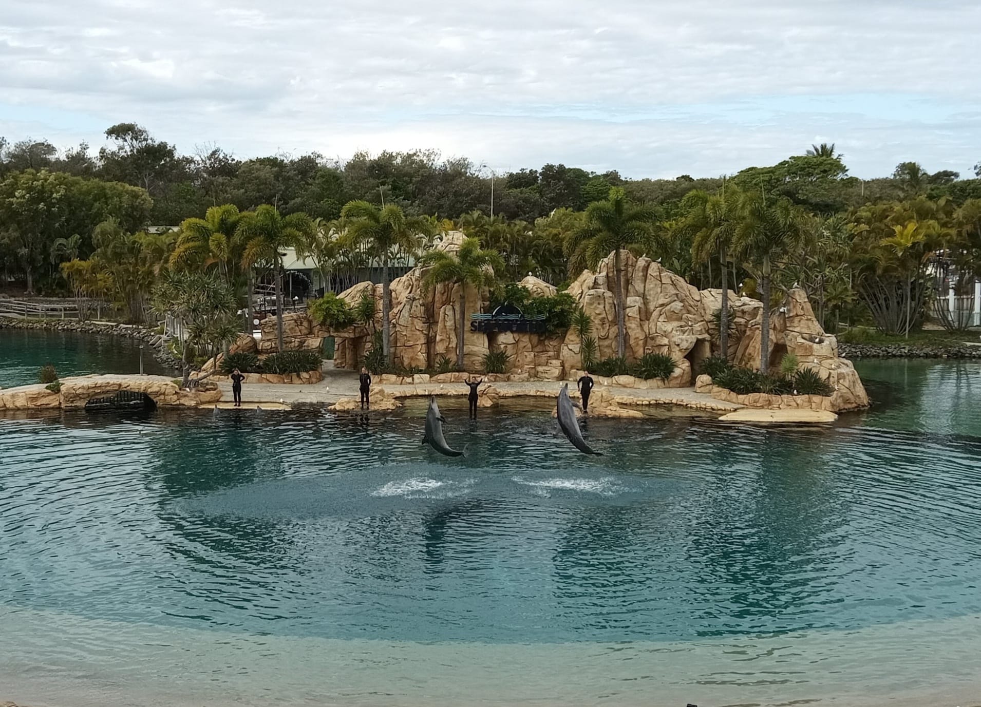 Dolphins putting on a show