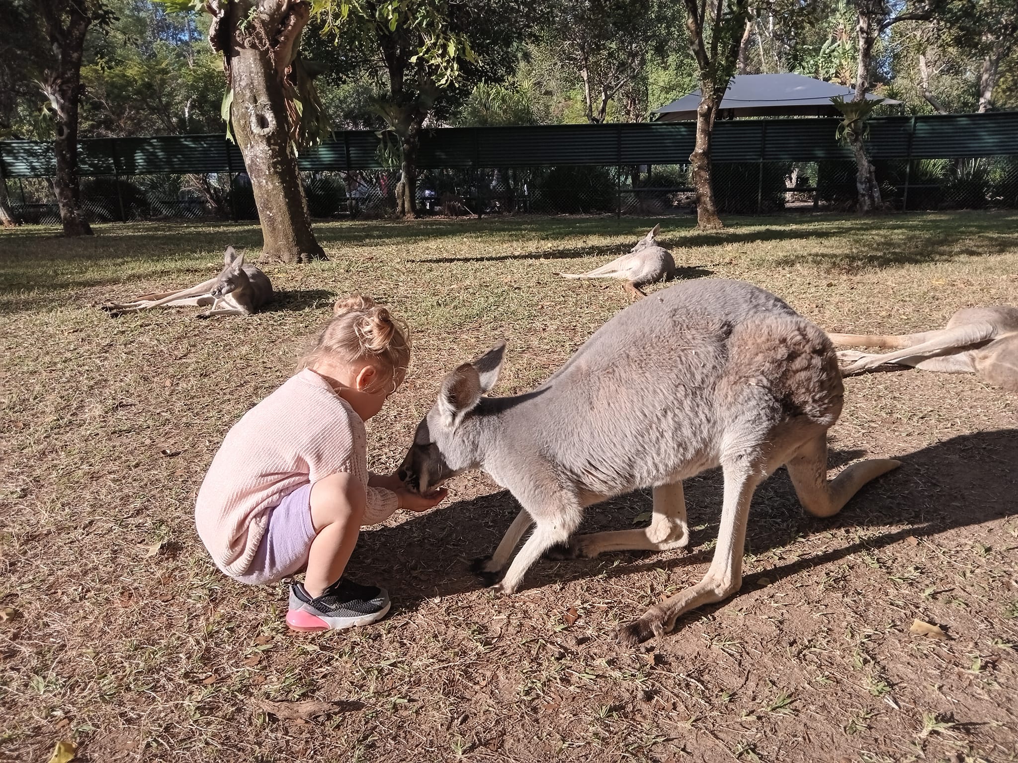 Feeding a kangaroo